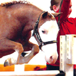 Little America's Broadway Boogie